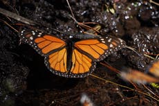 Población de mariposas monarca en México aumenta un 64% en la temporada 2025-2026
