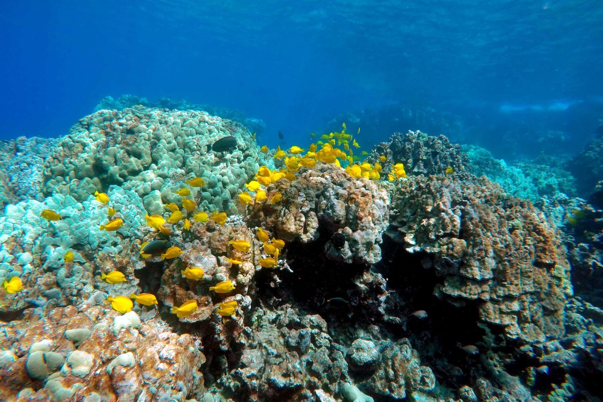 HAWAI-PECES PARA ACUARIOS
