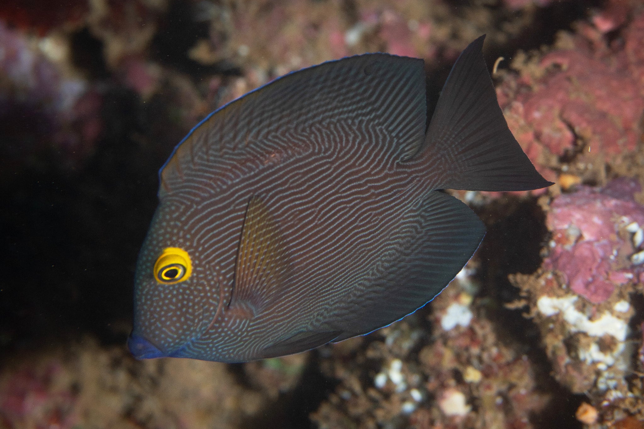 HAWAI-PECES PARA ACUARIOS