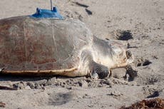 Una tortuga lora con tres aletas es rastreada por satélite en el mar
