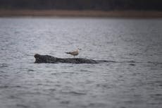 Una ballena varada en el Báltico alemán se debilita mientras se desvanecen las esperanzas