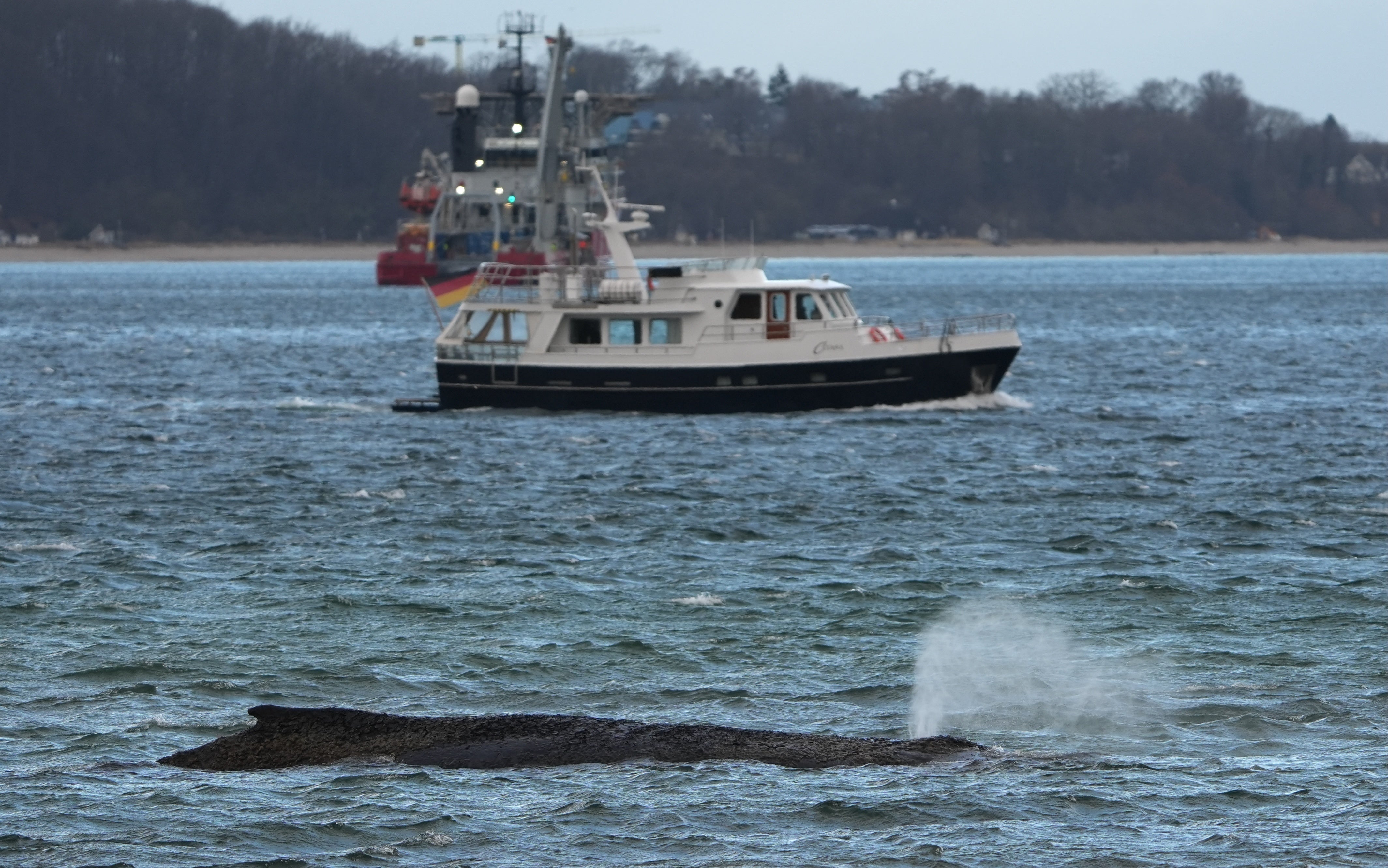 La ballena volvió a quedar varada el martes tras adentrarse en una ensenada de la pequeña isla de Poel, cerca del puerto de Wismar