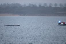 Rescatistas comparten triste noticia sobre la ballena varada en el mar Báltico