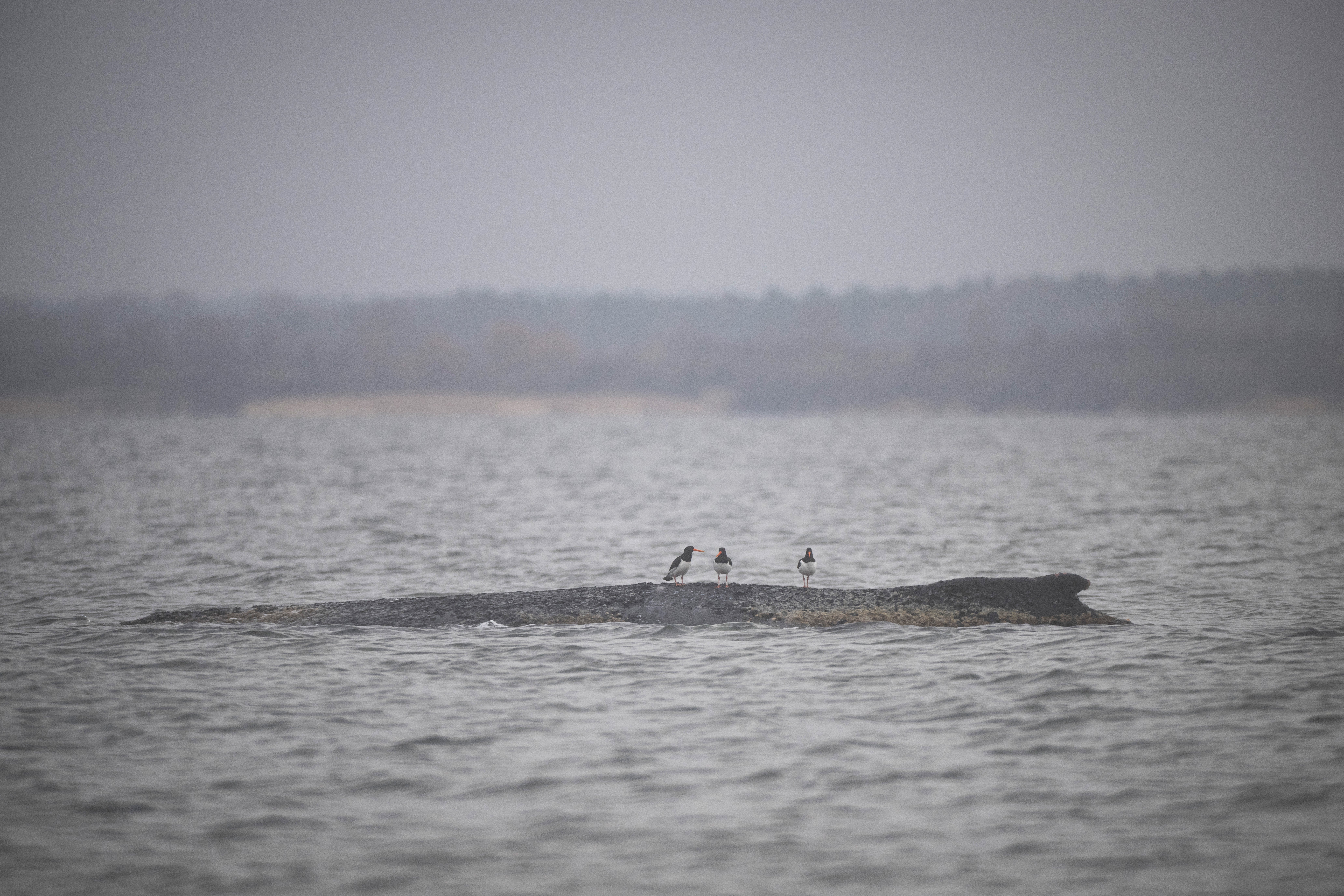 La semana pasada, la ballena jorobada fue rescatada de aguas aún menos profundas en Timmendorfer Strand, una localidad turística situada a unos 50 kilómetros de su ubicación actual, con la ayuda de una excavadora, pero pronto volvió a encontrarse en apuros