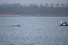 Una ballena varada en el mar Báltico logra liberarse. Aún enfrenta una dura tarea