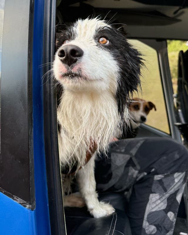 NUEVA ZELANDA-PERRO RESCATADO