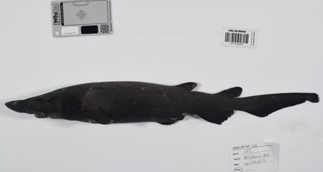 <p>Newly discovered deep-water catshark </p>