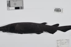 Descubren más de 100 nuevas especies de las profundidades marinas cerca de Australia