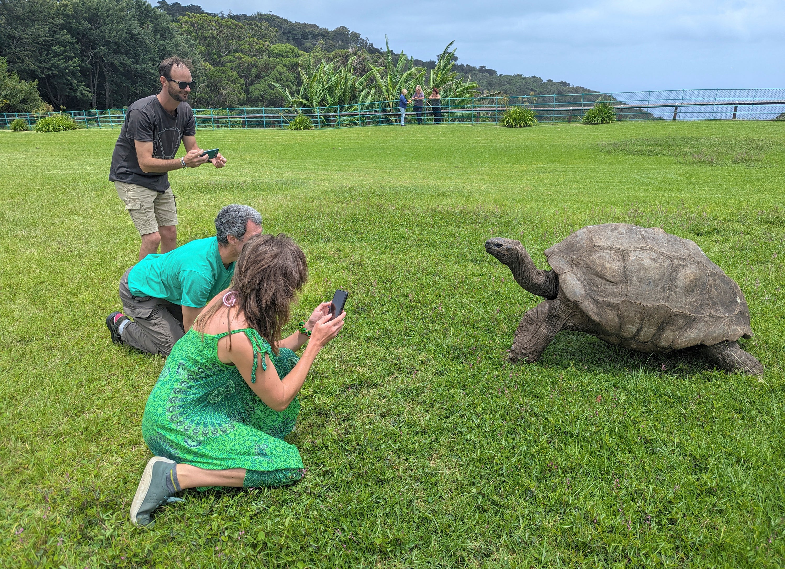 Falsa alarma: La tortuga más vieja del mundo no está muerta