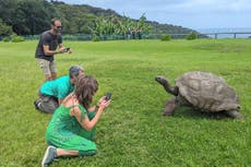 Falsa alarma: La tortuga más vieja del mundo no está muerta