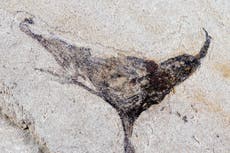 Hallazgo de fósiles en China revela un salto sorprendente hacia la aparición de animales complejos