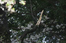 Caída de viejos cerezos en temporada de floración en Tokio genera preocupaciones de seguridad