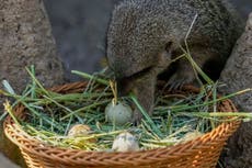 Un zoológico chileno organiza búsqueda de huevos de Pascua para animales