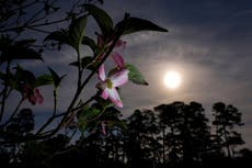 Las flores del Masters: el jardín más bello del golf