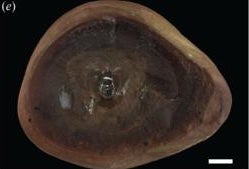 <p>El equipo utilizó tecnología de vanguardia para revelar dientes del fósil que hasta entonces no se habían visto</p>