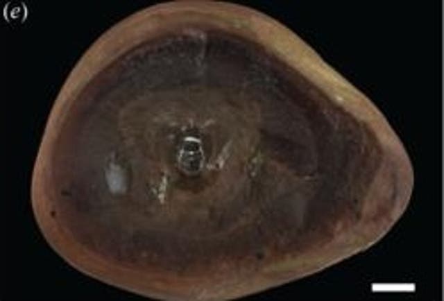 <p>El equipo utilizó tecnología de vanguardia para revelar dientes del fósil que hasta entonces no se habían visto</p>