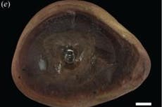 Pulpo “más antiguo” del mundo no es realmente un pulpo, según nuevos escaneos