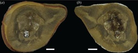 Los escaneos revelaron estructuras similares a dientes que descartaron la posibilidad de que el fósil fuera un pulpo
