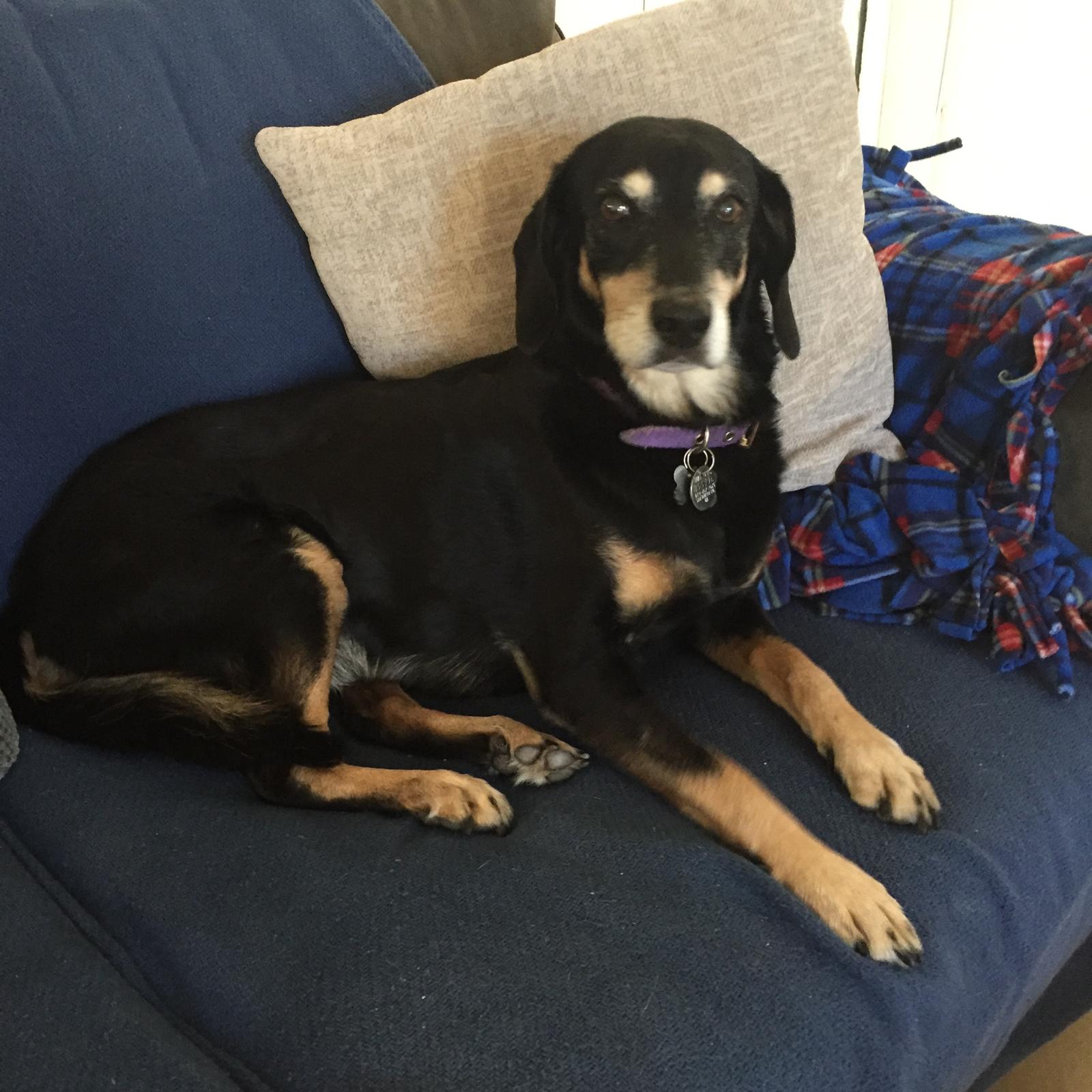 Tras buscar información en Internet, Anna Ginsky se dio cuenta de que había opciones mucho más asequibles al otro lado de la frontera entre EE. UU. y México. Una vez elegido el veterinario, ella y su perra Ellie se desplazaron a la clínica donde le realizaron el tratamiento dental