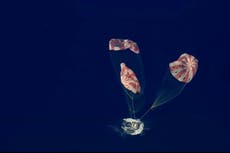 Astronautas de Artemis II sobreviven reingreso a la Tierra y completan misión lunar