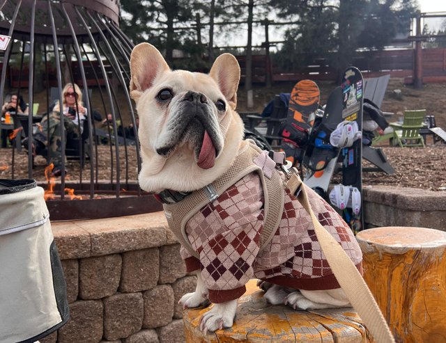 <p>A Page Ryland, una asistente personal de 27 años de Los Ángeles, le llegaron a pedir 22.000 dólares por una operación para su bulldog francés, Brody. Fue entonces cuando se planteó cruzar la frontera hacia el sur</p>