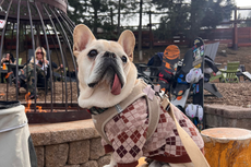 Cada vez más dueños de mascotas estadounidenses buscan atención veterinaria en México