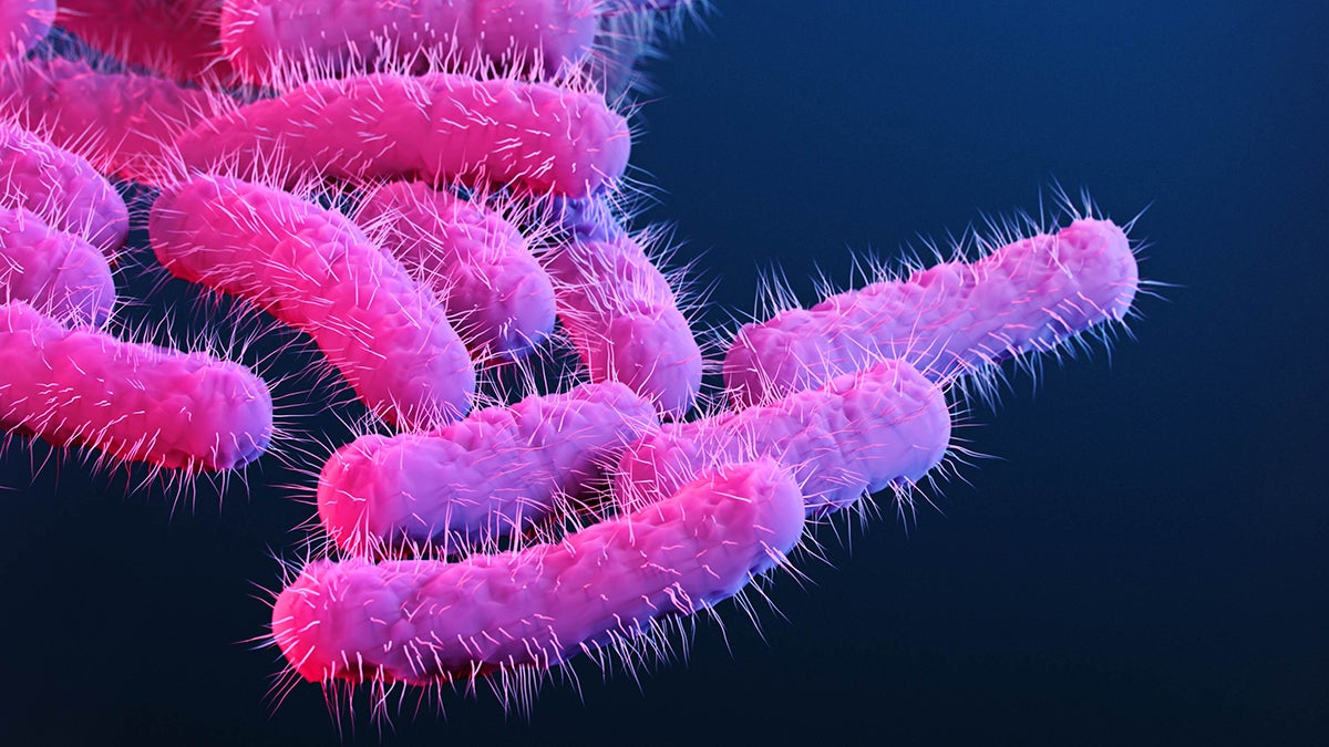 Ilustración de la bacteria Shigella, elaborada por los Centros para el Control y la Prevención de Enfermedades (CDC). Cada año se registran unas 450.000 infecciones por esta bacteria en Estados Unidos