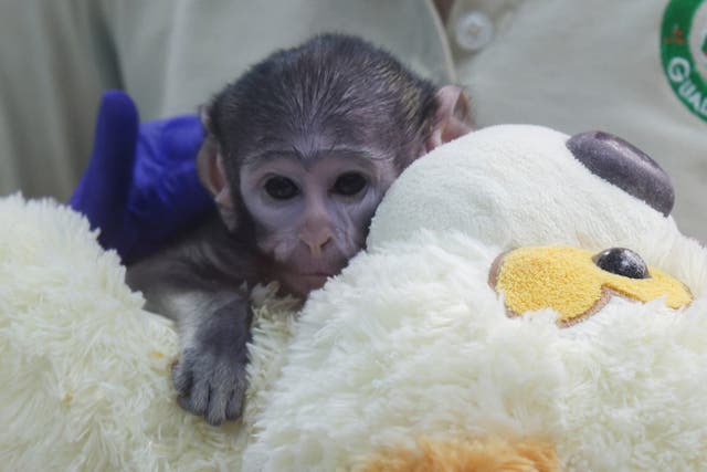 <p>Yuji aún no ha tenido contacto físico con otros miembros de su especie</p>