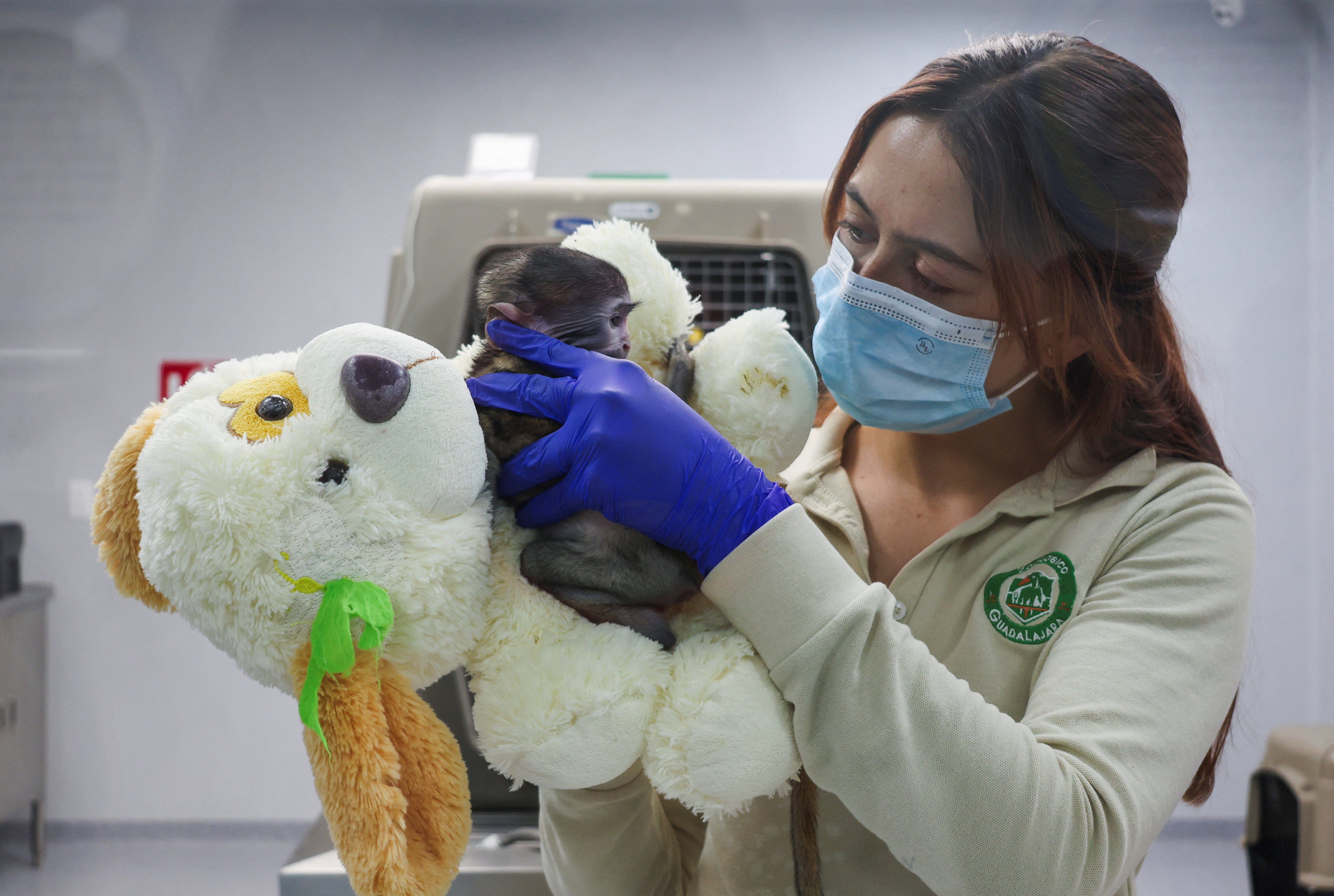 Aún no se define la fecha en que Yuji será trasladado al hábitat en donde viven otros 12 monos