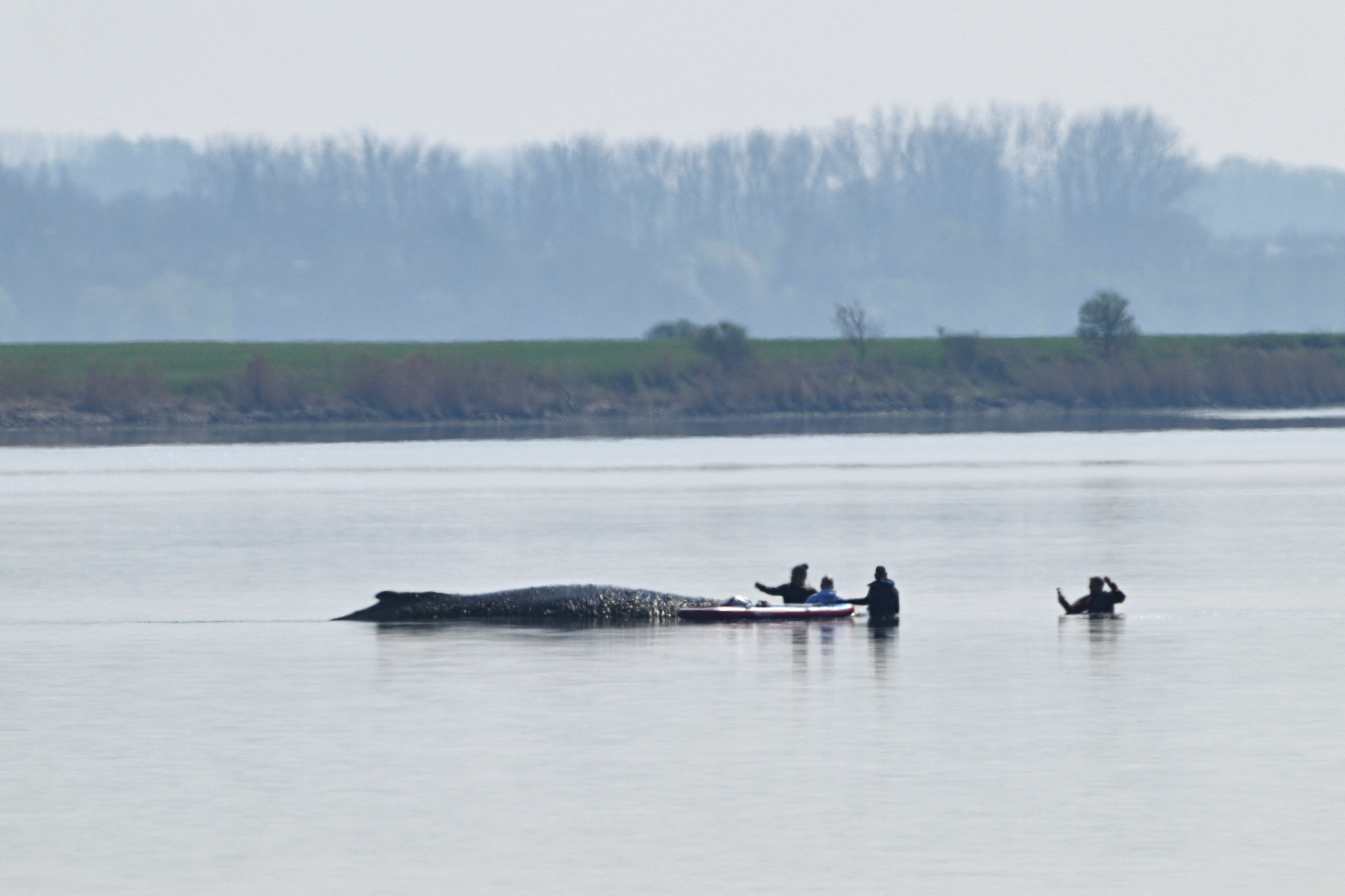 Timmy fue vista por primera vez nadando en la región el 3 de marzo