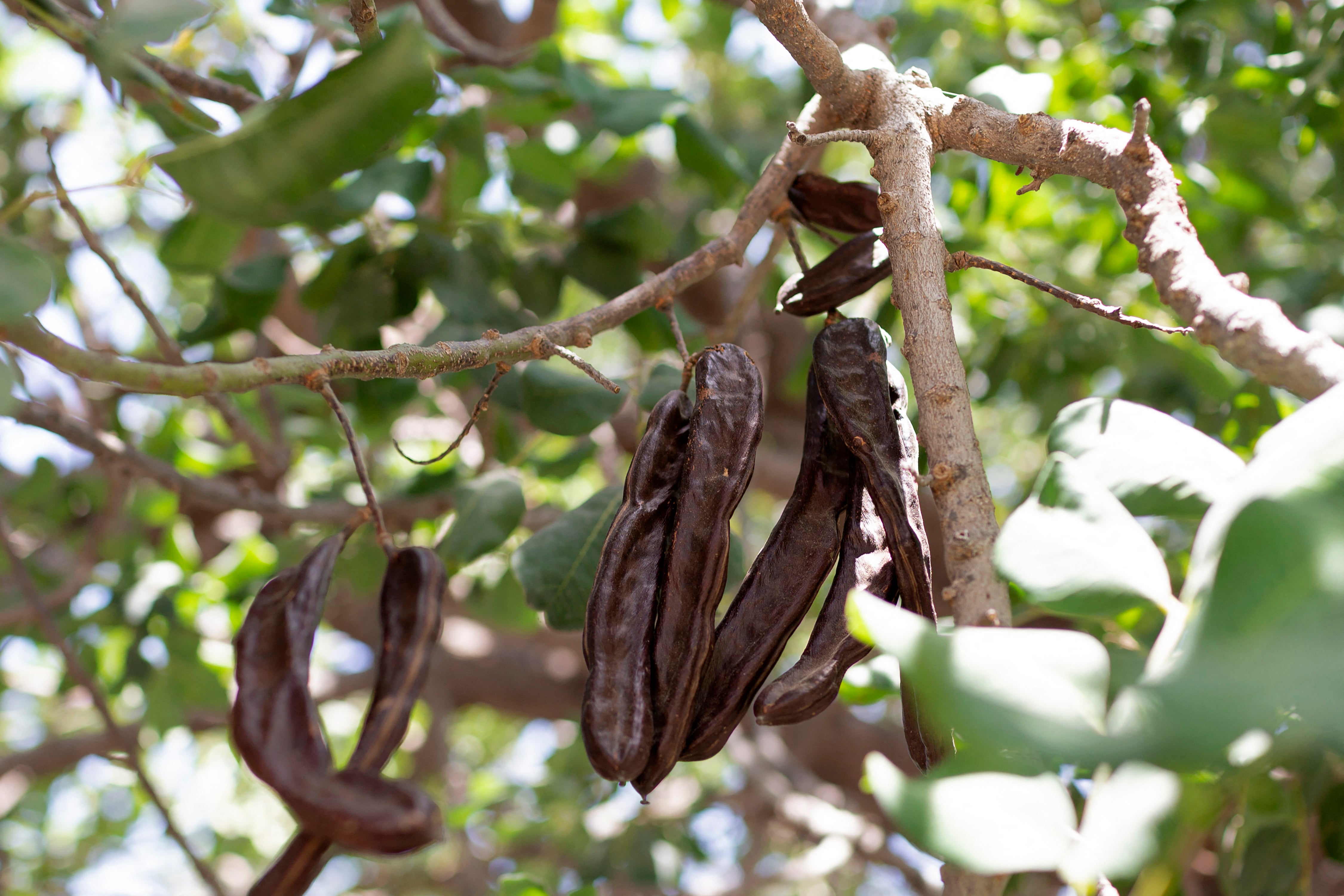El algarrobo es un árbol perenne y longevo, capaz de soportar temperaturas cercanas a 40 °C y periodos de sequía.