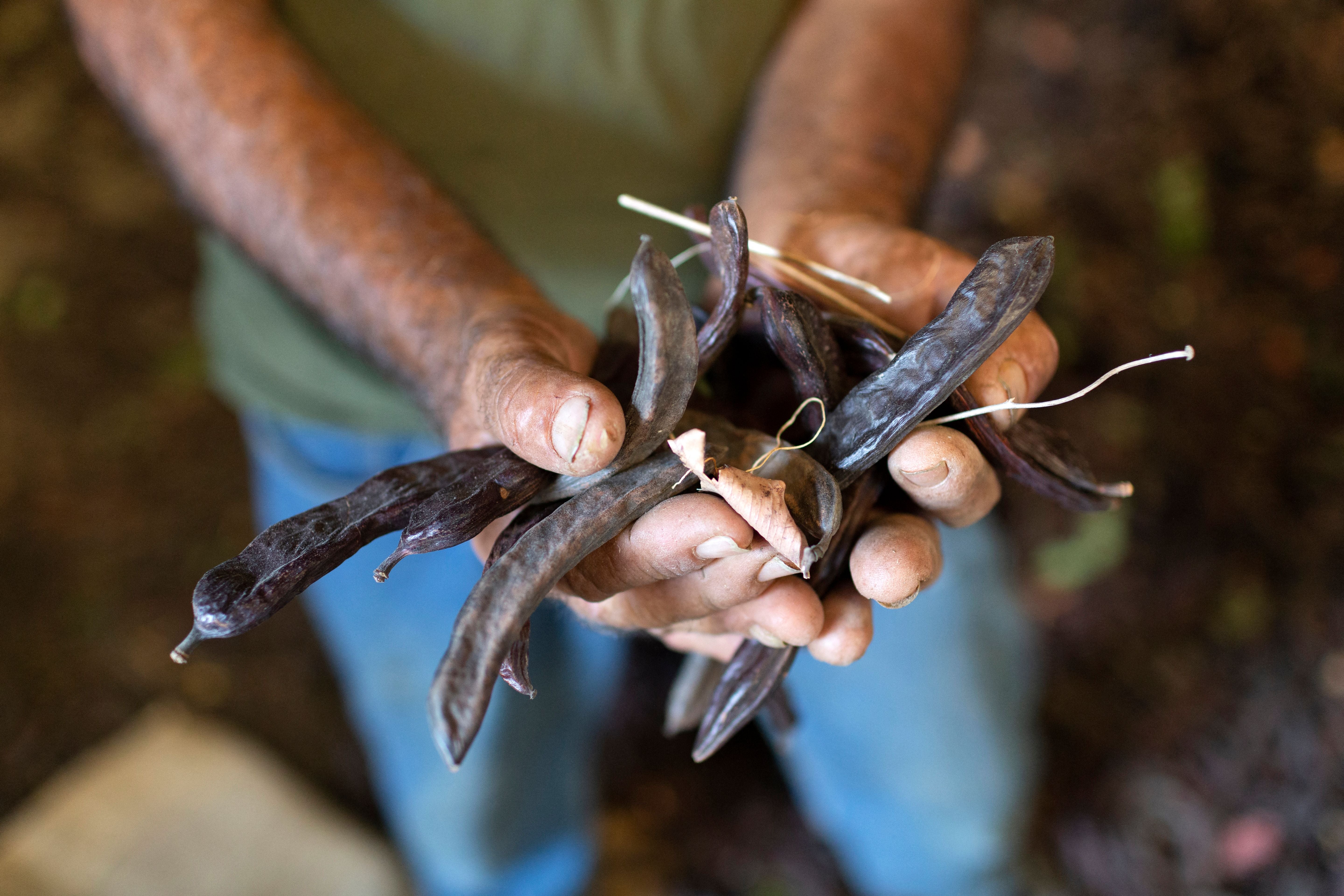 La evidencia muestra hoy que el algarrobo silvestre es autóctono del sur de la península ibérica y del noroeste de África