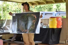 Proyecto comunitario de Kauai para mapear escarabajos podría ser modelo para Hawai