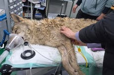 Surcoreanos suspiran aliviados tras el regreso de un lobo fugado sano y salvo al zoológico