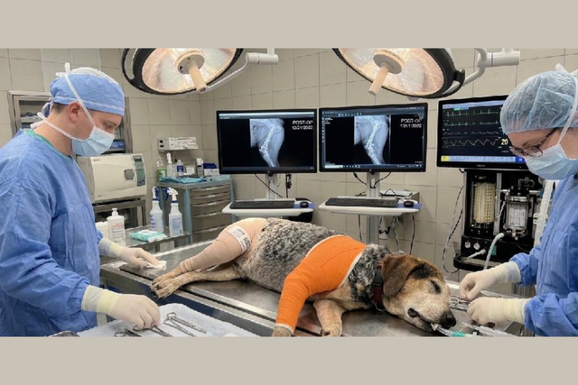 <p>Esta es una de las imágenes generadas por IA que la familia Cosens recibió de unos estafadores, quienes les exigieron casi 2.800 dólares alegando falsamente que su perro, Archer, había sido atropellado por un coche y necesitaba una operación de urgencia</p>