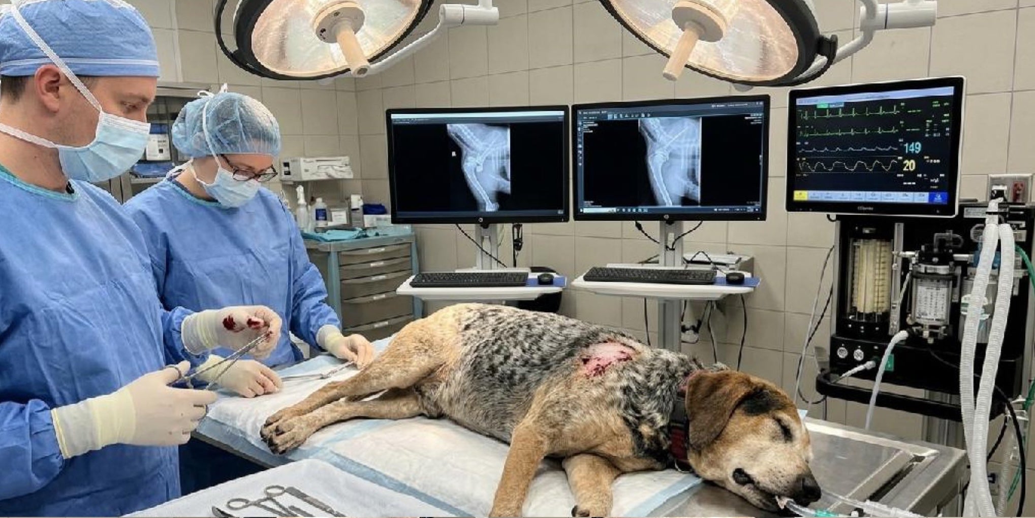 La familia observó incongruencias en el pelaje del perro generado por IA, así como en la radiografía que se muestra, fechada en 2022