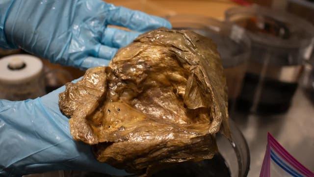 <p>Científicos de la NOAA encontraron este “orbe dorado” en las aguas del golfo de Alaska en 2023. No lograban averiguar qué era... hasta ahora</p>