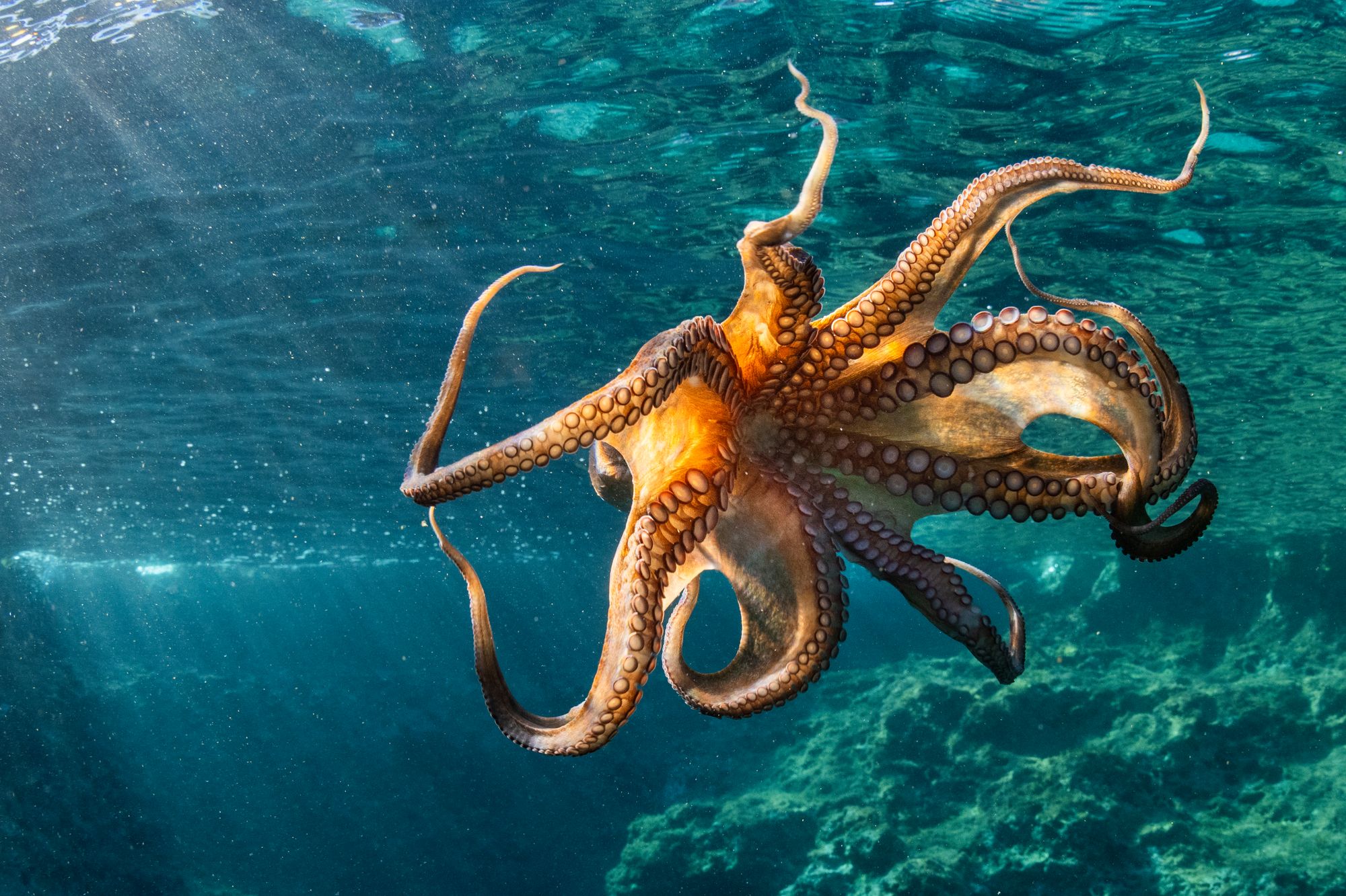 Fósiles sugieren que pulpos gigantes del Cretácico eran depredadores inteligentes
