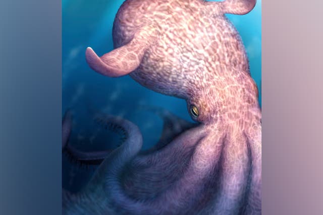 <p>Cefalópodos gigantes habrían habitado los océanos  </p>