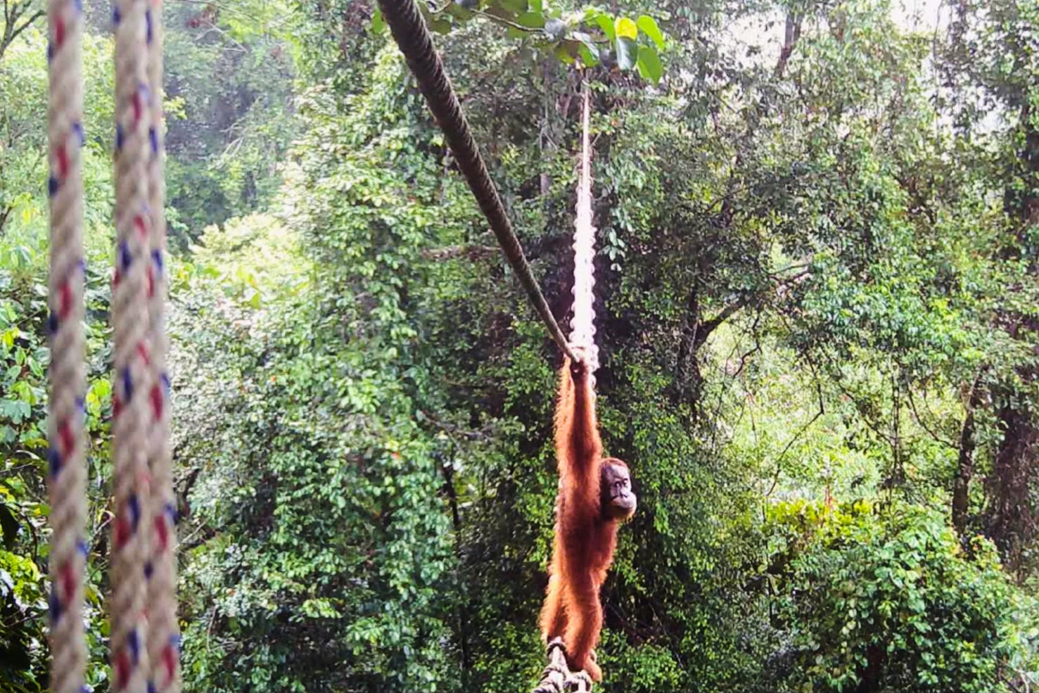 INDONESIA ORANGUTANES