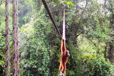 Cámara capta momento en que orangután usa un puente para cruzar carretera en Indonesia