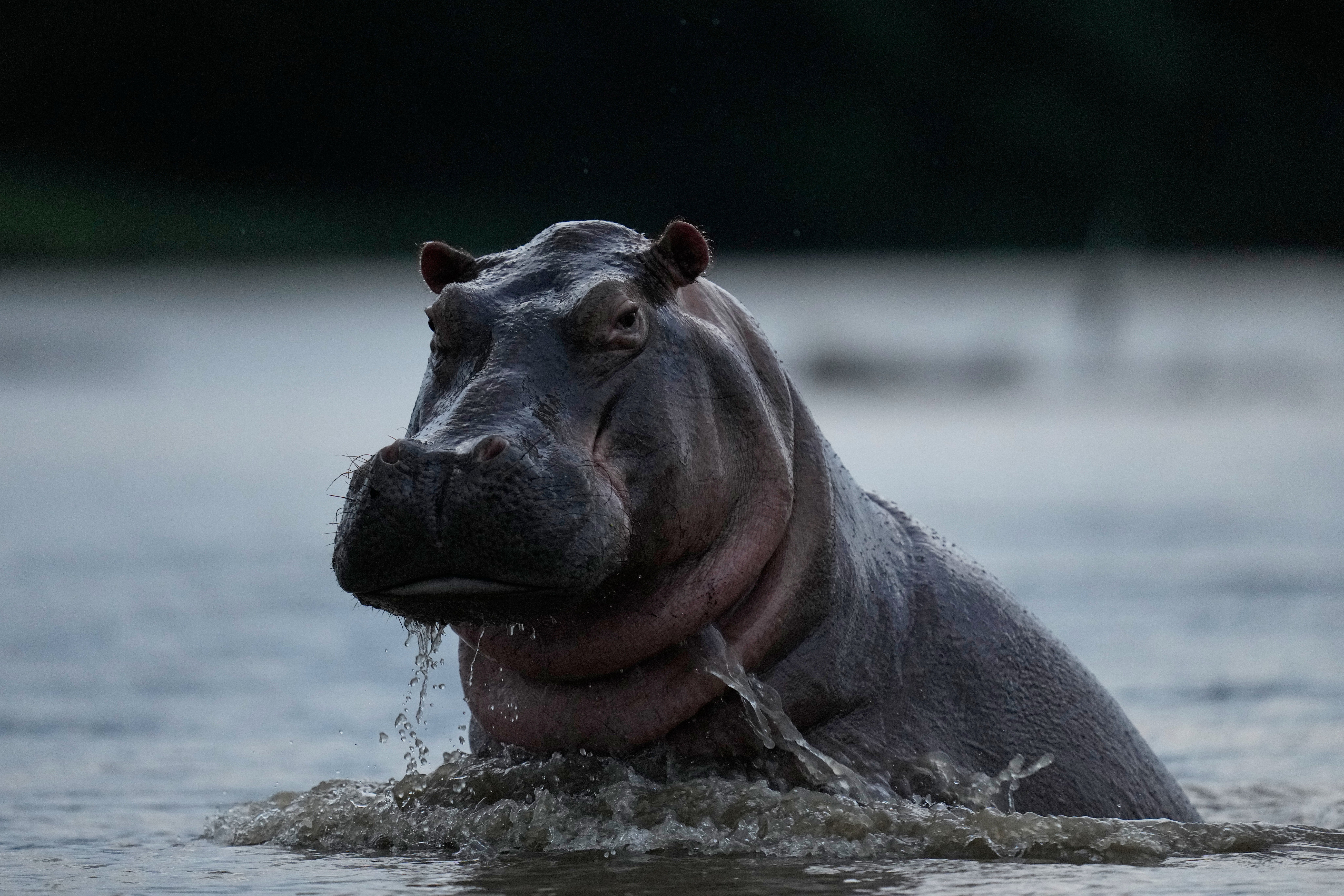 COLOMBIA-HIPOPÓTAMOS