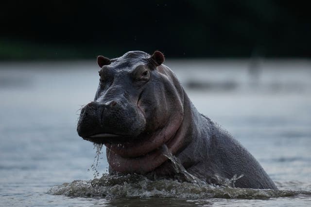 <p> Varias tardes a la semana, turistas colombianos y extranjeros se embarcan para "hipopotamear", el término local para observar a estos mamíferos</p>
