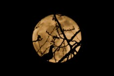 ¿Por qué cada mes del año tiene un nombre y significado diferente para la luna llena?