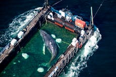 Timmy, la ballena jorobada atrapada en Alemania, es sacada en una barcaza rumbo al mar del Norte