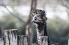 Missouri: Tormenta de granizo mata a un emú en un zoológico y daña vehículos