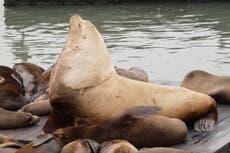 Chonkers, el enorme león marino, atrae a multitudes al muelle 39 de San Francisco