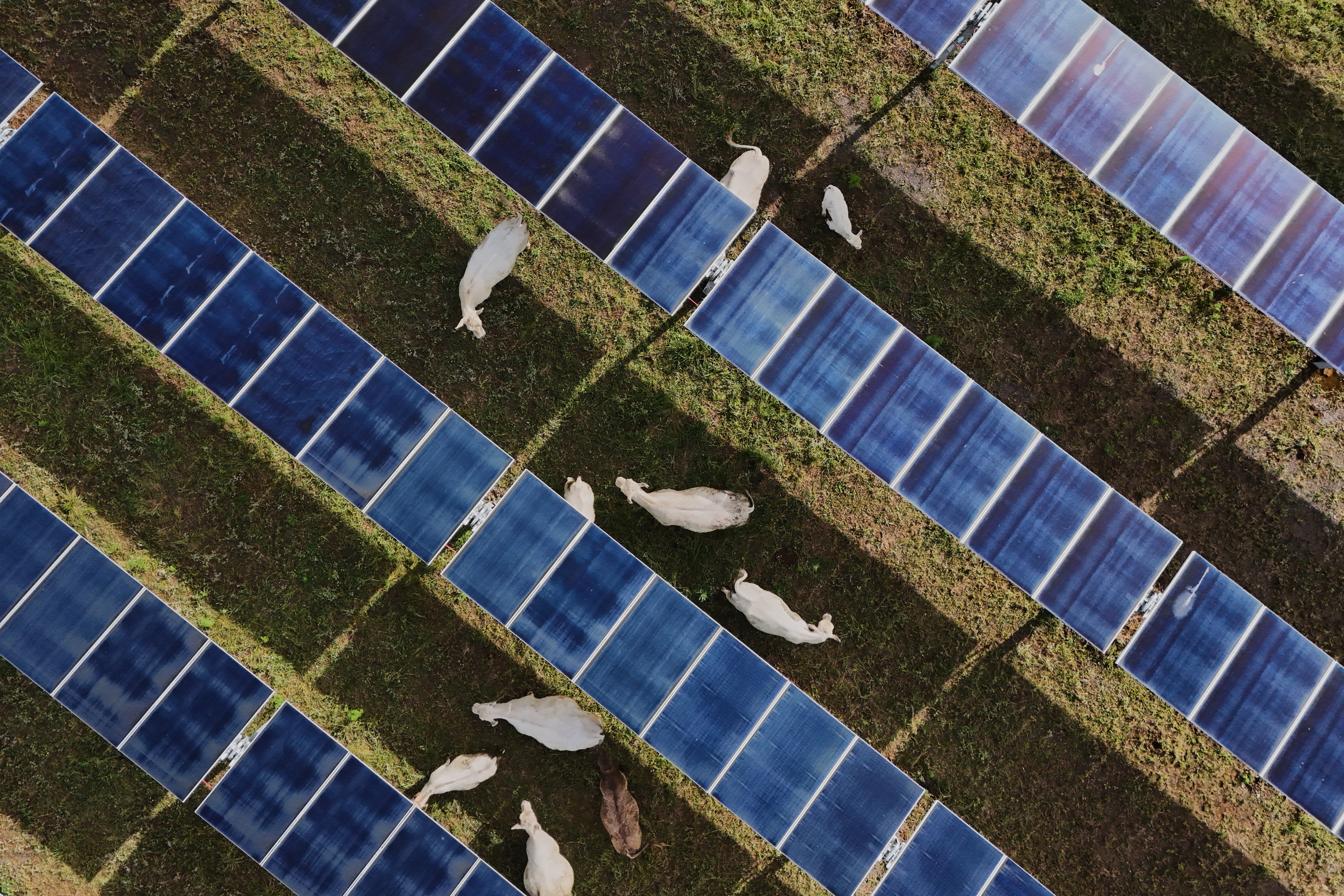 EEUU-ENERGÍA SOLAR-GANADO