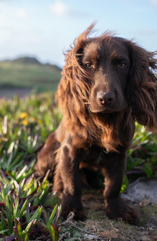 <p>El palacio de Kensington publicó el viernes una foto del perro Otto en las redes sociales para celebrar su primer cumpleaños</p>