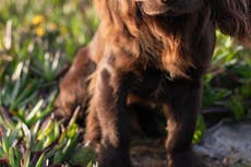 Kate y William comparten el nombre de su perro nuevo en una publicación de cumpleaños